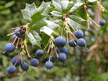 Calafate Natural: Beneficios de Esta Fruta